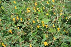 Smithia sensitiva
